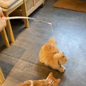 猫じゃらしの画像