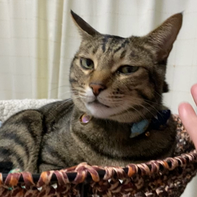 にゃぁ〜さん、りーさん、みすずさんの画像