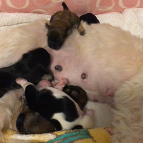 ハバニーズ♫詩ベビーの画像