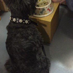 WAN ごはんの画像