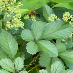 49日法要の画像