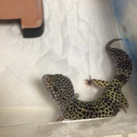 レオパードゲッコーの画像