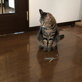 遊んで欲しいニャンコの画像