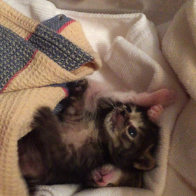 【動画】復活٩( ᐛ )وの画像