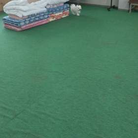 今日のはなちゃん167、モモちゃん123の画像