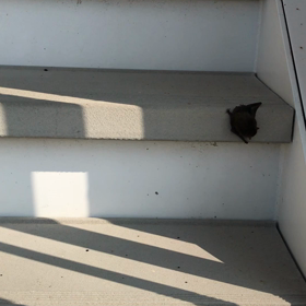 コウモリの画像