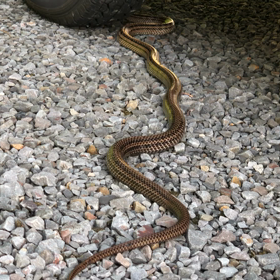 ヘビの食事。グロいので閲覧注意の画像