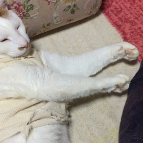 ゆうちゃんの画像