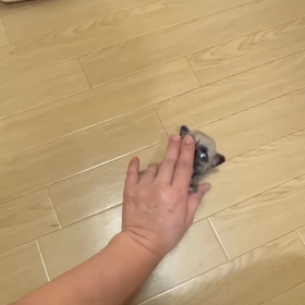 ❤️決まりました❤️ミスユニバースちゃん❤️の画像