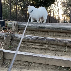 階段を降りるコスモの画像