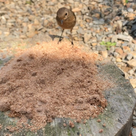 ジョウビタキ㉒奄美を離れないジョビちゃんの画像