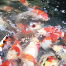 今日の当歳水槽の画像