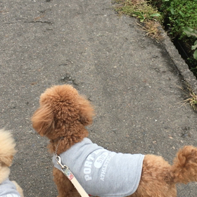 散歩中(*^^*)の画像