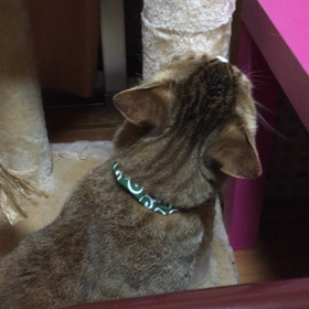 モモちゃん日記の画像