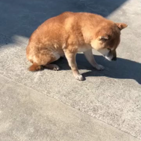 感動そして歓喜、、、やっぱり涙の画像