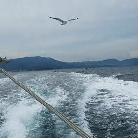 大根占丸　泉南郡　小島漁港　12月7日の画像