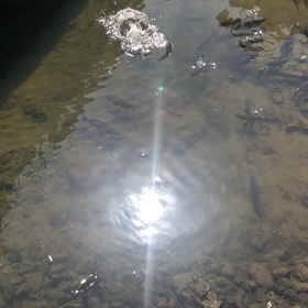 鯉がはねる／動画の画像
