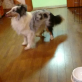 昨日のガウガウの画像