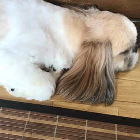 でっかいシーズー  やめて‼️の画像