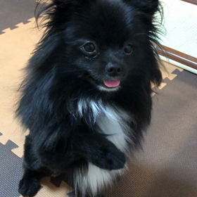 2019年5月31日  ワクチン注射の画像