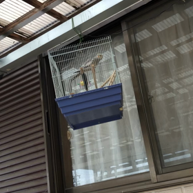 オカメインコのマルちゃん、ミッキーマウスマーチを練習中の画像