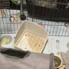 今日の小梅ちゃんの画像