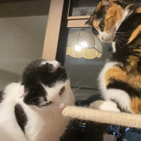 仲良しバトルの画像