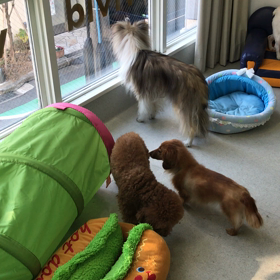 ♪年末年始のプレイルーム動画♪⑨の画像