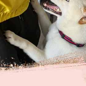 噛み犬トレーニング預かり「ヤマト君」の画像