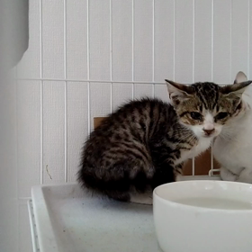 仔猫、自宅にきましたの画像