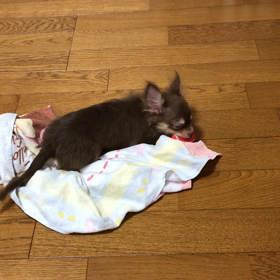 誰にでもフレンドリーな犬の画像