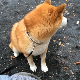 おすわりの画像