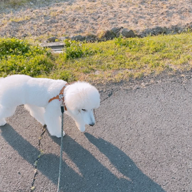 ポメプーちゃんのファーストトリミングの画像