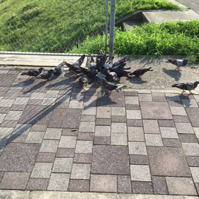 連休中に出来た友達！の画像