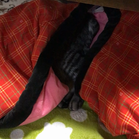 はんてんから猫の画像