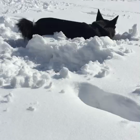 雪大好きノアさんの画像