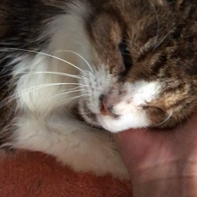 明日美ちゃんの画像