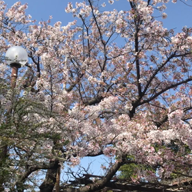 桜の名所の画像