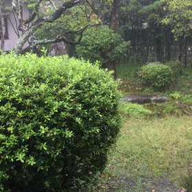 今日の大雨の画像