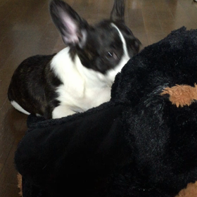 愛しい╰(*´︶`*)╯♡の画像