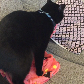 黒猫トラくんの、ふみふみ♪の画像