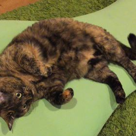 動画 鳴き声に悶絶。の画像