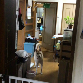 ドリーちゃんが居ない？の画像