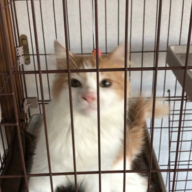 動くマロ。の画像