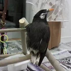 昨日のヒーヒー(2017/10/8)の画像