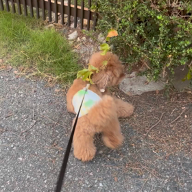 気になるのか？ならないのか？の画像