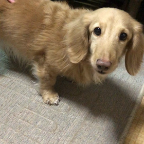 撫でられてグーグー音を出すアキちゃんの画像