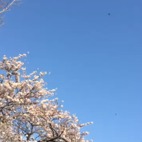 3月はいい月でした。の画像