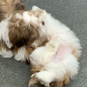 戯れあいの動画。の画像