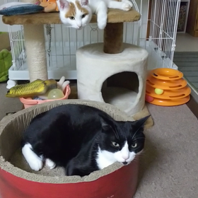 今日のおちびちゃんの画像